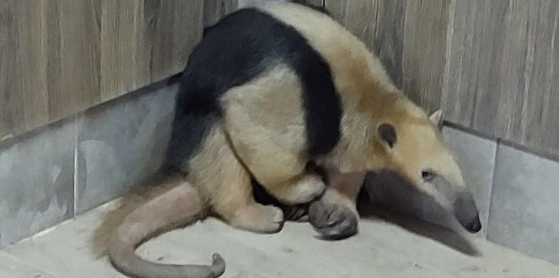 Tamanduá-mirim invade casa no Sul de Minas e bombeiros são acionados para resgatar animal