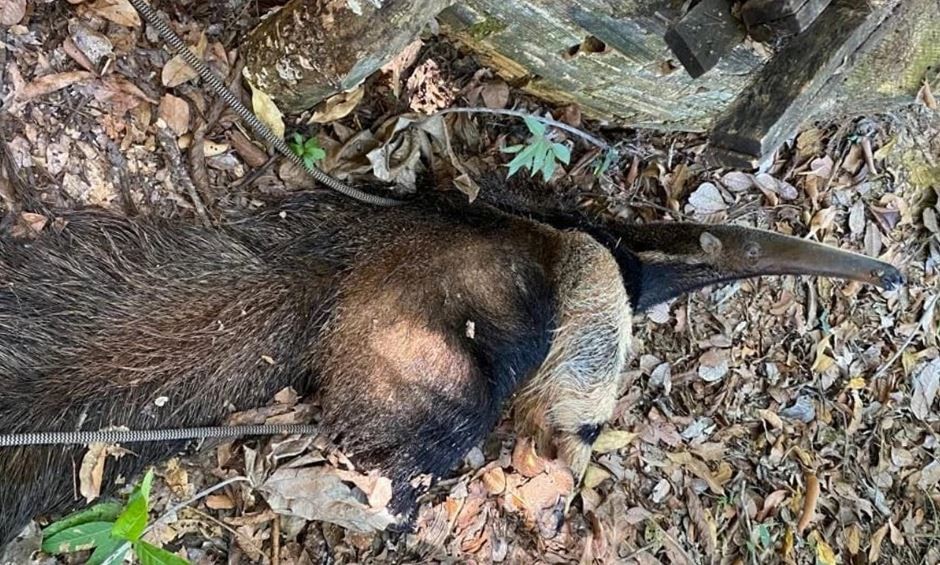 Tamanduá é restagado após cair em cisterna de 7 metros de profundidade em Minas