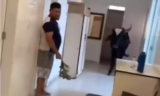 Boi invade posto de saúde e assusta funcionários em Divinópolis