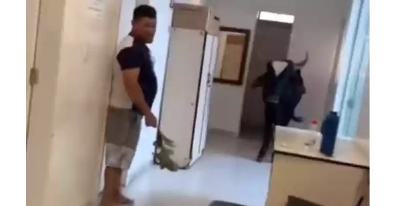 Boi invade posto de saúde e assusta funcionários em Divinópolis