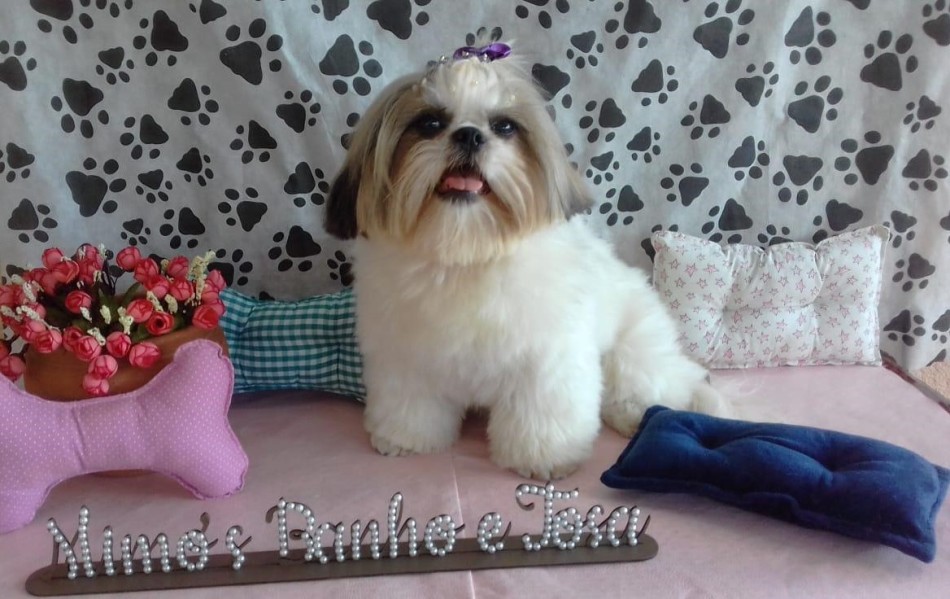 Utilidade Pública: cachorrinhas desaparecidas em Formiga