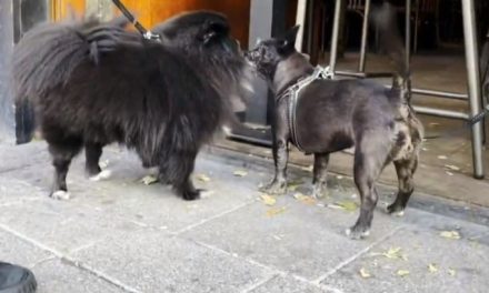 Holanda consegue zerar o número de cachorros de rua do país