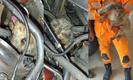 Cachorrinha fica presa em motor de carro e é resgatada por mecânico e bombeiros em MG