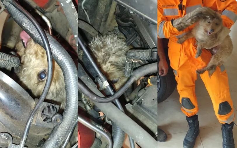 Cachorrinha fica presa em motor de carro e é resgatada por mecânico e bombeiros em MG