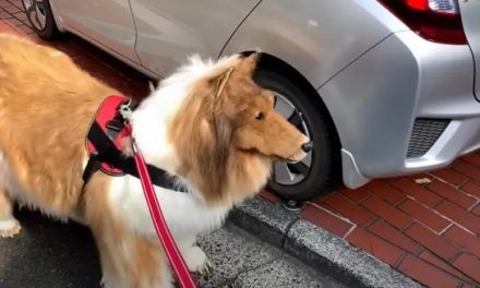 Homem que gastou R$ 73 mil para se ‘tornar’ um cão faz primeiro passeio na rua