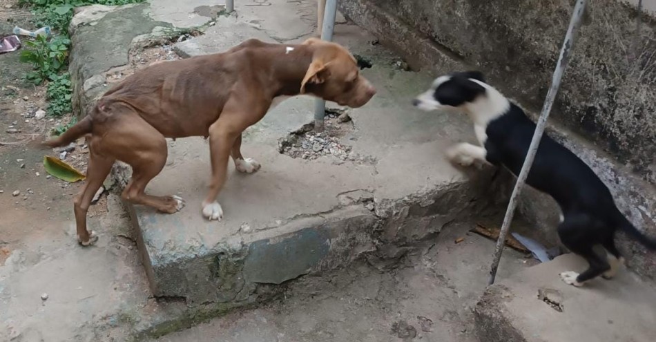 Homem é detido após cães serem encontrados em situação de maus-tratos nos Quartéis, em Formiga