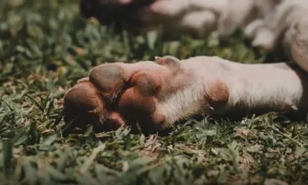 Mulher joga soda cáustica em cachorro, causa descolamento da pele e é presa em São Paulo