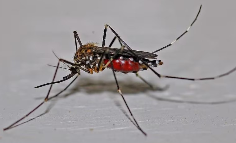 Nova vacina contra a dengue chega a laboratórios em BH