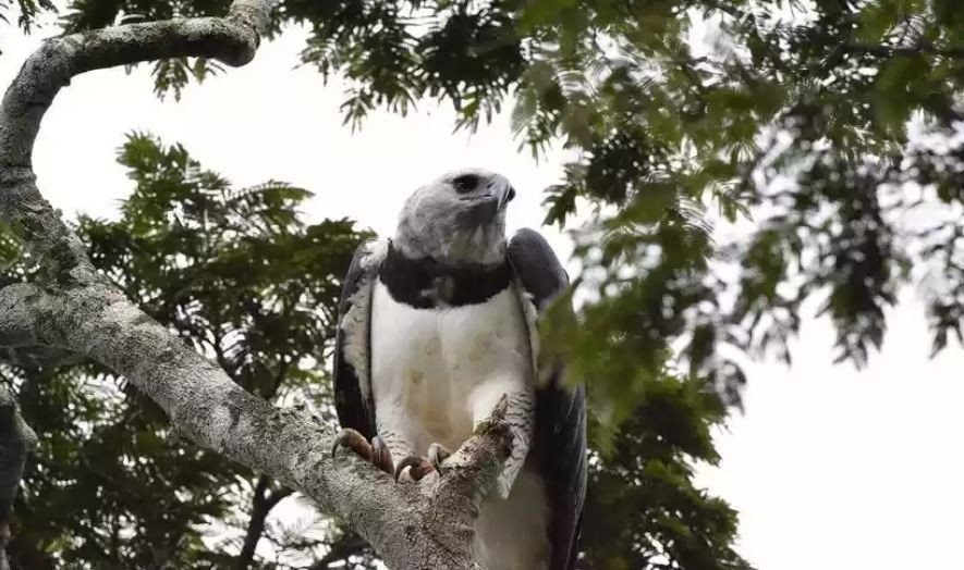 A raríssima harpia, ave mais forte do mundo, é fotografada em MG