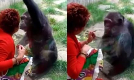 Mulher banida de zoo após se apaixonar por chimpanzé é autorizada a voltar