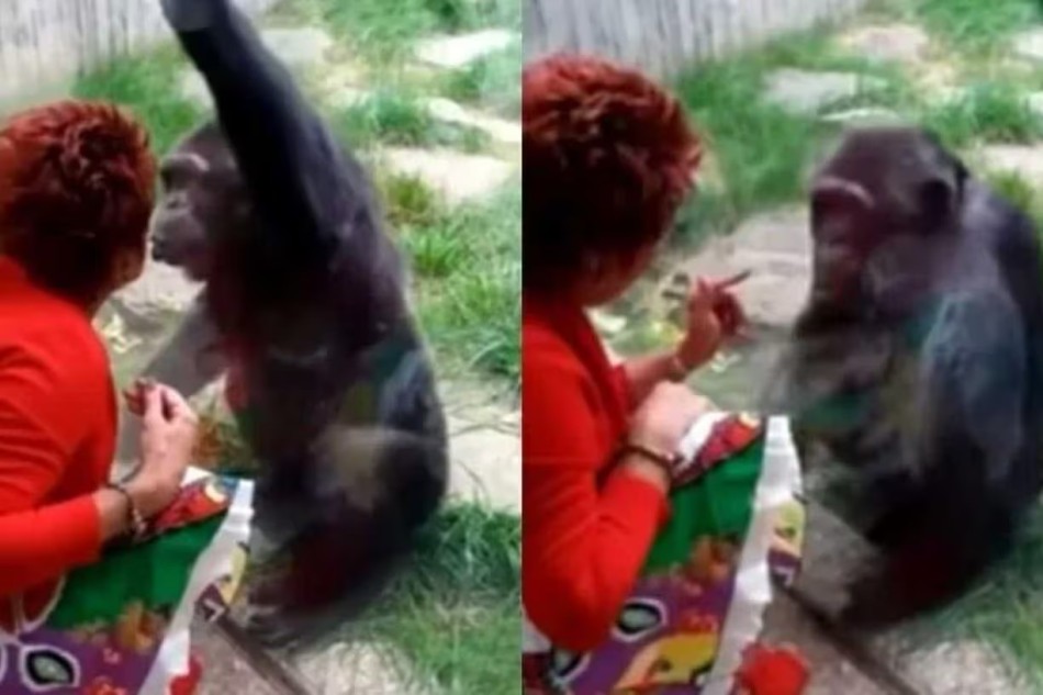 Mulher banida de zoo após se apaixonar por chimpanzé é autorizada a voltar