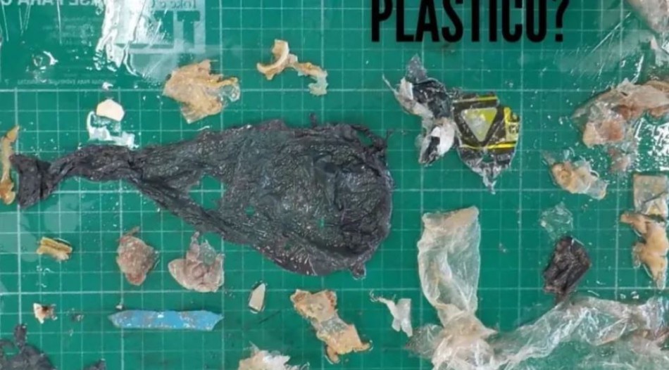 Imagens da necropsia mostram quantidade de plástico ingerida por tartaruga enquanto estava viva