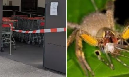 Aranha brasileira que causa ereção permanente provoca alvoroço em mercado