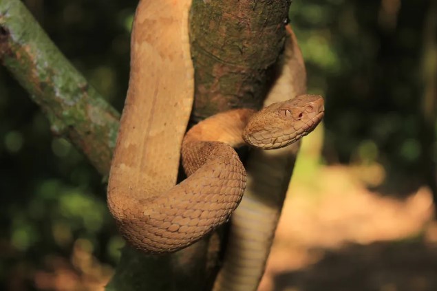 364 espécies estão em risco máximo de extinção no Brasil