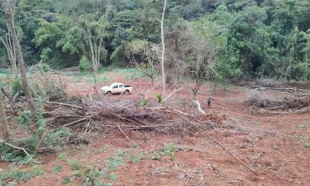 Governo fiscaliza cadeia do carvão vegetal e desmatamento ilegal na Mata Atlântica em MG