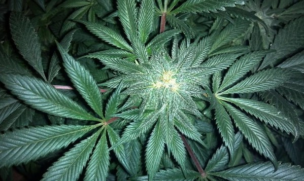 Álcool é 144 vezes mais letal que a maconha, aponta pesquisa