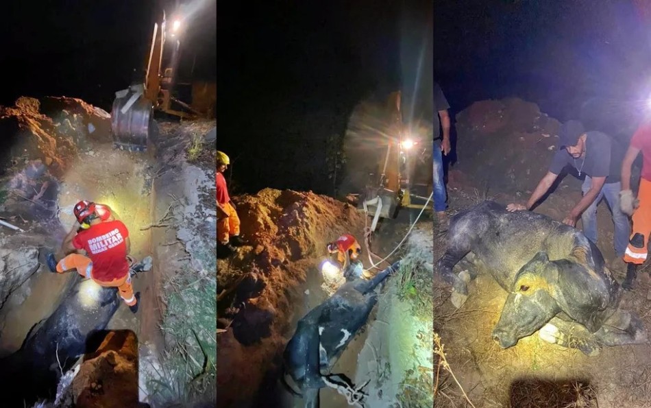 Vaca cai em fossa de 3 metros e é resgatada pelo Corpo de Bombeiros na zona rural de Boa Esperança
