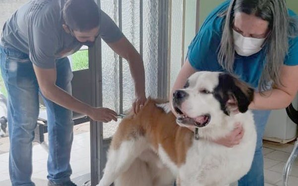 “Vacinação Antirrábica”: Divulgado cronograma da próxima semana para a zona rural de Formiga