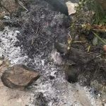 Criança e adolescentes ficam feridos em ataque de abelhas em Minas
