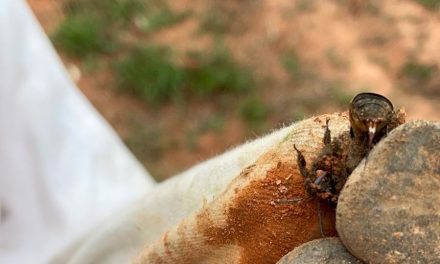 Corpo de Bombeiros é acionado após abelhas criarem colmeia em creche de Divinópolis