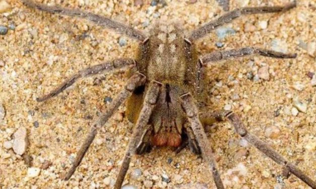 Pesquisa para tratar disfunção erétil a partir do veneno de aranha avança na UFMG