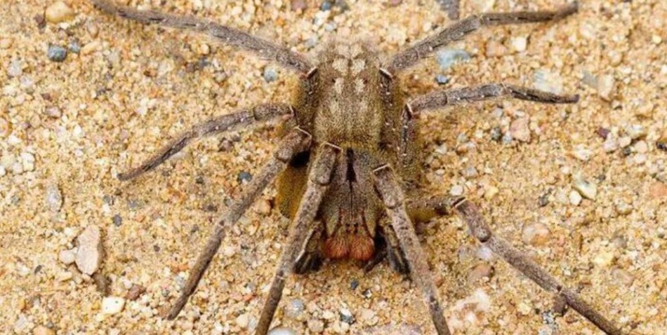 Pesquisa para tratar disfunção erétil a partir do veneno de aranha avança na UFMG