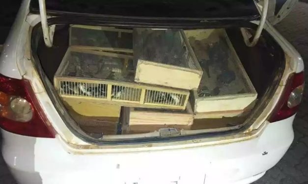 Motorista é multado em mais de R$ 1 milhão após ser flagrado com aves silvestres no porta-malas, no Norte de Minas