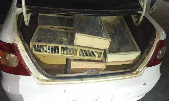 Motorista é multado em mais de R$ 1 milhão após ser flagrado com aves silvestres no porta-malas, no Norte de Minas