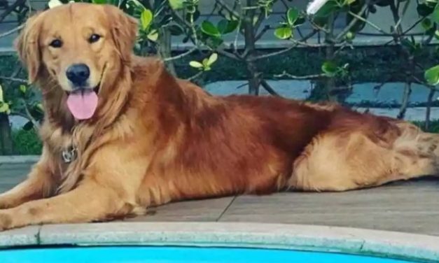 Policial mineiro aposentado é suspeito de matar cachorro de influenciadora a tiros em Guarapari
