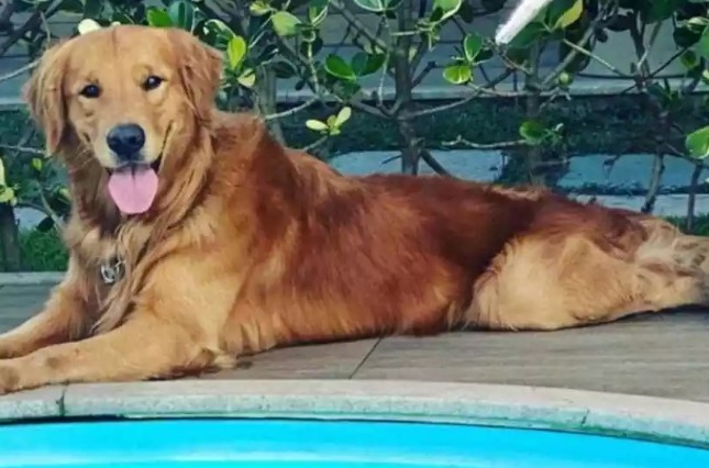 Policial mineiro aposentado é suspeito de matar cachorro de influenciadora a tiros em Guarapari