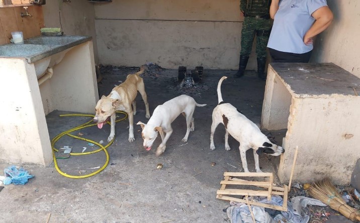 Mulher é presa e quatro cães são resgatados em situação de maus-tratos em Piumhi