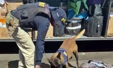 Cão farejador da PRF flagra mala com 10 kg de maconha em ônibus na Fernão Dias