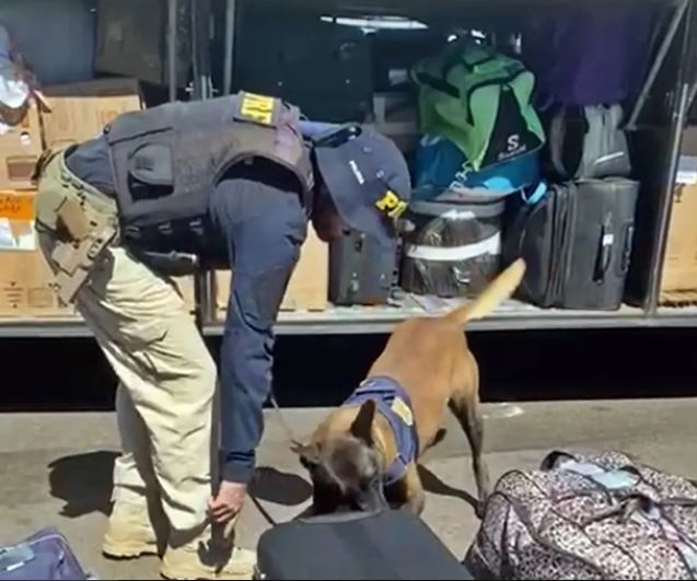 Cão farejador da PRF flagra mala com 10 kg de maconha em ônibus na Fernão Dias
