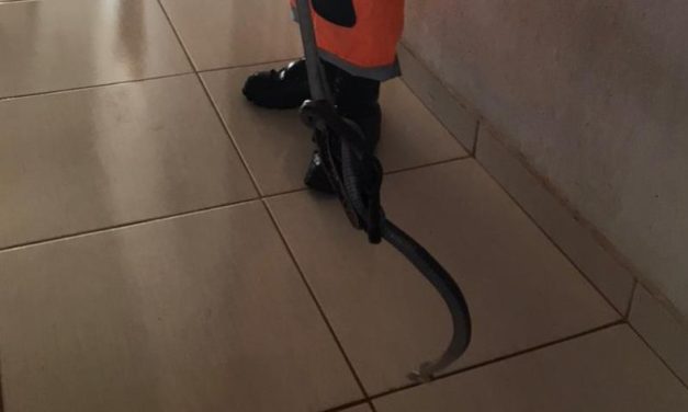 Cobra é capturada em cima do armário de cozinha, em residência de Minas