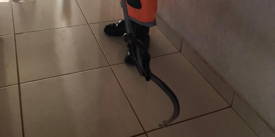 Cobra é capturada em cima do armário de cozinha, em residência de Minas