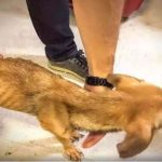Suspeito de praticar relações sexuais com cadelas é preso em MG