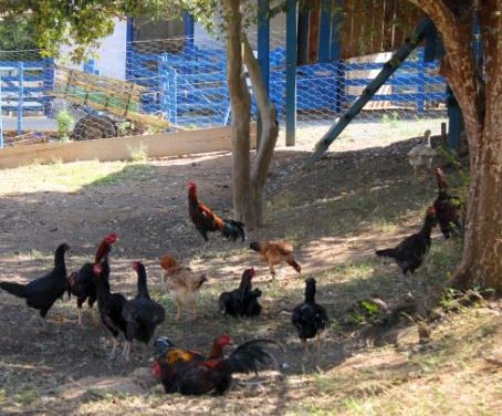 Projeto da Fazenda Laboratório testa eficiência reprodutiva de galos apreendidos em rinhas