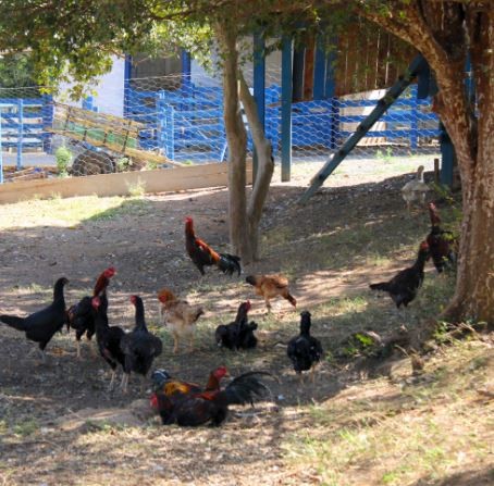 Projeto da Fazenda Laboratório testa eficiência reprodutiva de galos apreendidos em rinhas