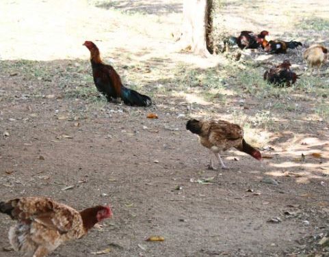 Projeto pioneiro atua na reabilitação da saúde de galos utilizados em combates de rinhas