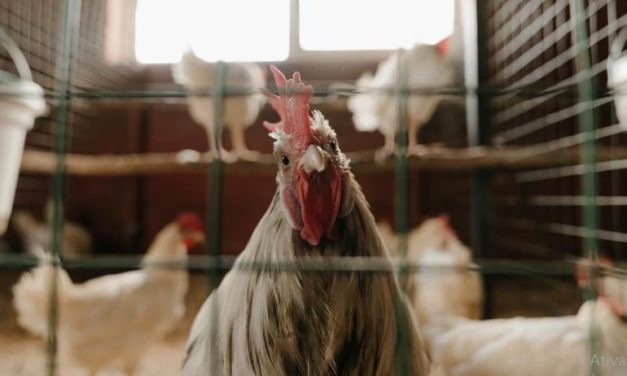 Gripe aviária: término do vazio sanitário se aproxima e Brasil pode se tornar livre da doença