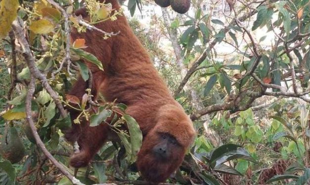 Espécie ameaçada de extinção, macaco bugio-ruivo é resgatado em bairro residencial em MG