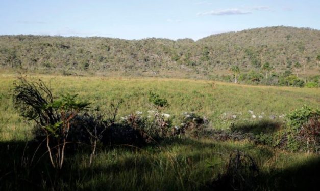 Campeãs em desmatamento, terras privadas têm 62% do Cerrado nativo