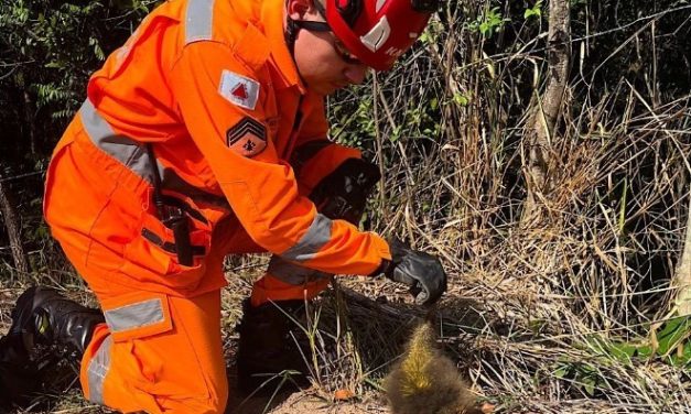 Ouriço é resgatado em Nova Serrana após ferir cachorro