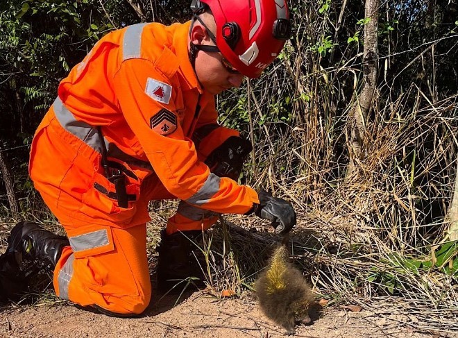 Ouriço é resgatado em Nova Serrana após ferir cachorro