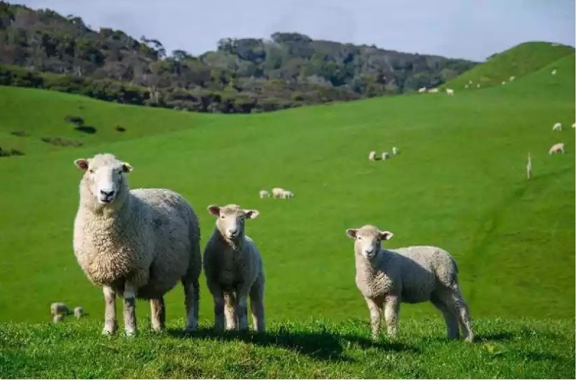 Ovelhas comem 100 kg de maconha em fazenda: ‘Pulavam’ mais alto que cabras”