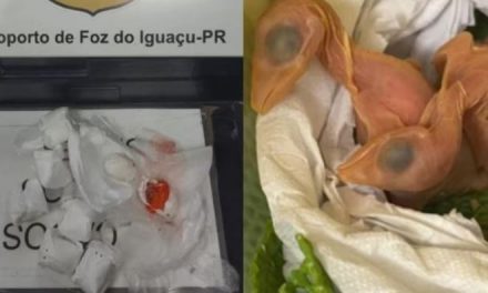 Nascem 5 aves de ovos achados no sutiã de mulher no aeroporto de Foz do Iguaçu