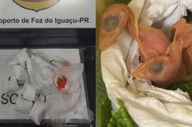 Nascem 5 aves de ovos achados no sutiã de mulher no aeroporto de Foz do Iguaçu