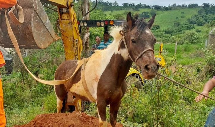 Pônei cai em valeta de 4 metros de profundidade e é resgatado com ajuda de retroescavadeira em Minas