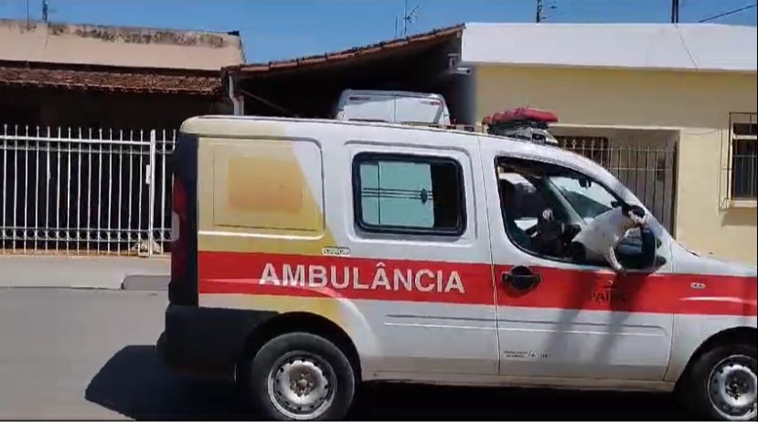 Cachorro é flagrado dentro de ambulância de Pains, “passeando” em Arcos