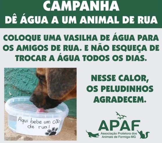 Apaf lança a campanha “Dê água a um animal de rua”
